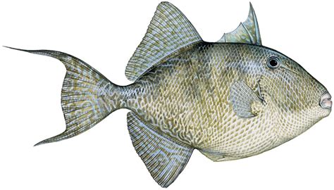 grapy fish|Inshore: Species Profile – Gray Triggerfish .